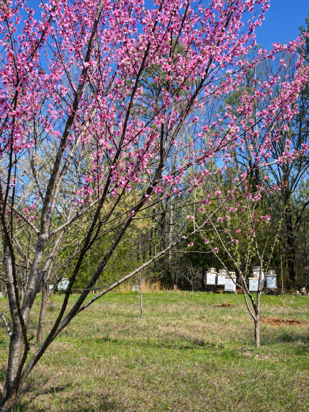 Blossoms at Warrior Rendezvous farm